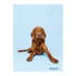 Füzet STREET Friends A4 54 lapos sima