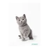 Füzet STREET Friends A4 54 lapos sima