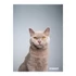Füzet STREET Friends A4 54 lapos sima