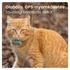 Tractive GPS CAT Mini menta macska GPS nyomkövető és tevékenységfigyelő